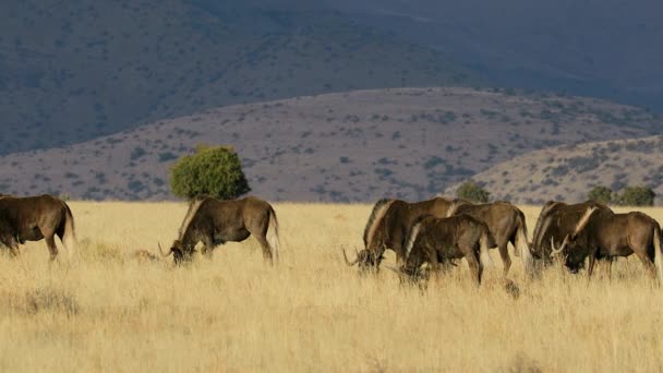 Kara Antilop Sürüsü Connochaetes Gnou Otlakta Zebra Dağı Ulusal Parkı — Stok video