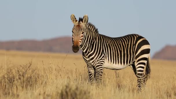 南非斑马山国家公园 一只位于开阔草原的角山斑马 — 图库视频影像