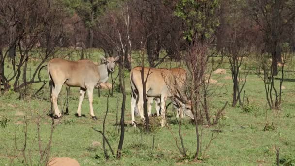 Eland Antelopes Tragelaphus Oryx Natural Habitat South Africa — Stock video