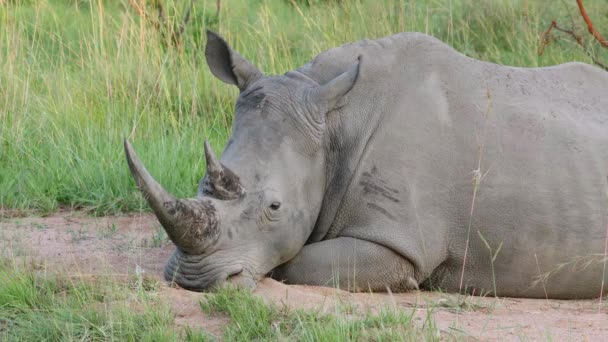 Närbild Utrotningshotad Vit Noshörning Ceratotherium Simum Vila Sydafrika — Stockvideo