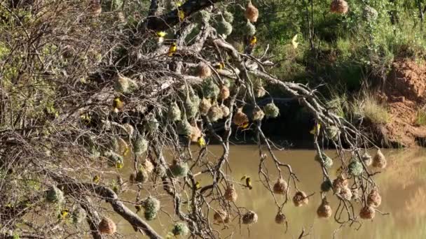 Une Colonie Nicheuse Active Oiseaux Tisserands Masqués Sud Ploceus Velatus — Video