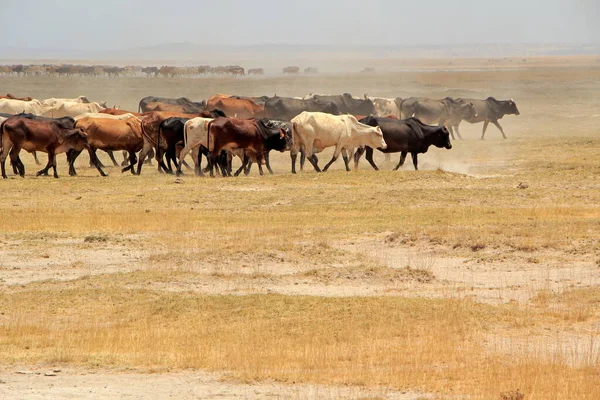 Grand Troupeau Bovins Masai Marchant Sur Des Plaines Poussiéreuses Kenya — Photo