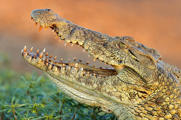 Portret Van Een Grote Nijlkrokodil Crocodylus Niloticus Met Open Kaken — Stockfoto