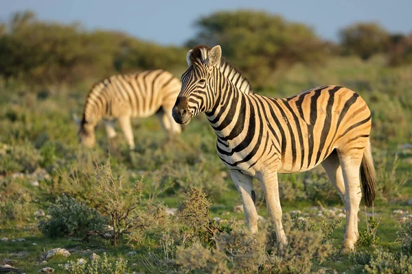 Zebre Pianura Equus Burchelli Habitat Naturale Parco Nazionale Etosha Namibia — Foto Stock