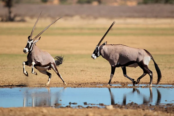 Gemsbok Antilopen Oryx Gazella Bij Een Waterput Kalahari Woestijn Zuid — Stockfoto