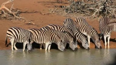 Zebra sürüsü (Equus burchelli) içmek için bir su birikintisinde toplanıyor, Mkuze oyun alanı, Güney Afrika