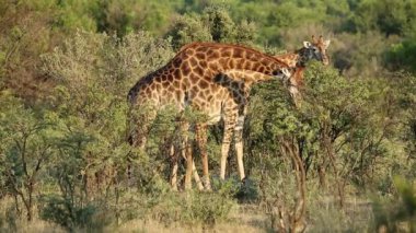 Zürafalar (Giraffa camelopardalis) Güney Afrika 'da doğal ortamda beslenirler.
