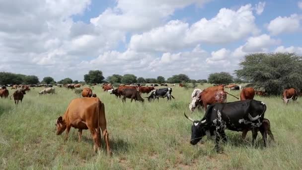 Стадо Великої Рогатої Худоби Пасовищах Сільської Ферми Південній Африці — стокове відео