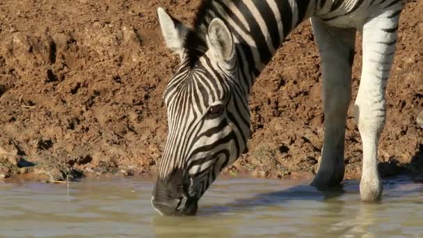 Retrato Cerca Una Llanura Cebra Equus Burchelli Agua Potable Reserva — Vídeo de stock