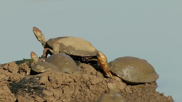 Helmschildkröten Pelomedusa Subrufa Sonnen Sich Land Südafrika — Stockvideo