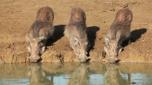 Warthogs Phacochoerus Africanus Drinken Bij Een Waterput Mkuze Wildreservaat Zuid — Stockvideo