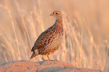 Gri kanatlı bir francolin (Scleroptila afra) doğal yaşam alanında, Güney Afrika