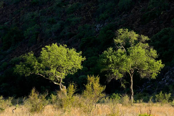 Αφρικανικά Δέντρα Σαβάνας Σκιασμένο Φόντο Εθνικό Πάρκο Kruger Νότια Αφρική — Φωτογραφία Αρχείου