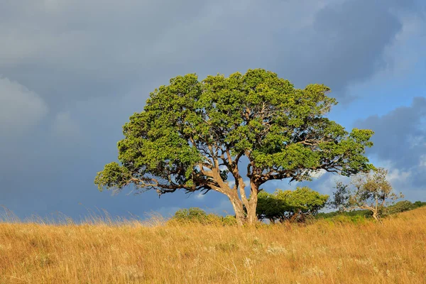 Paisaje Sabana Africana Con Árboles Pastizales Con Cielo Nublado Sudáfrica —  Fotos de Stock