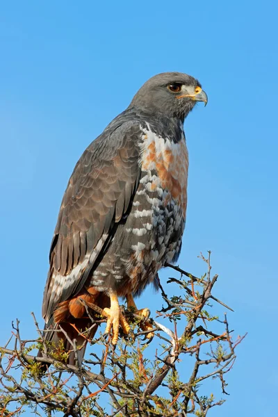 Ein Schakalbussard Buteo Rufofuscus Hockt Auf Einem Baum Südafrika — Stockfoto