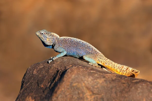 Male Southern Rock Agama Agama Atra Bright Breeding Colors Namibia — Stock Photo, Image