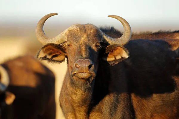Retrato Búfalo Africano Cabo Syncerus Caffer Parque Nacional Mokala África — Fotografia de Stock