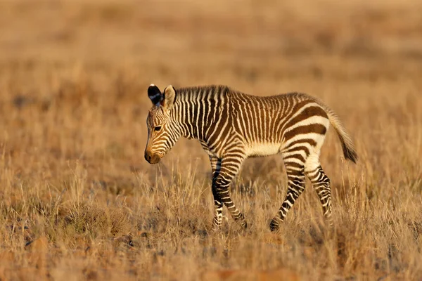 Young Cape Mountain Zebra Equus Zebra Foal Mountain Zebra National — Stock Photo, Image