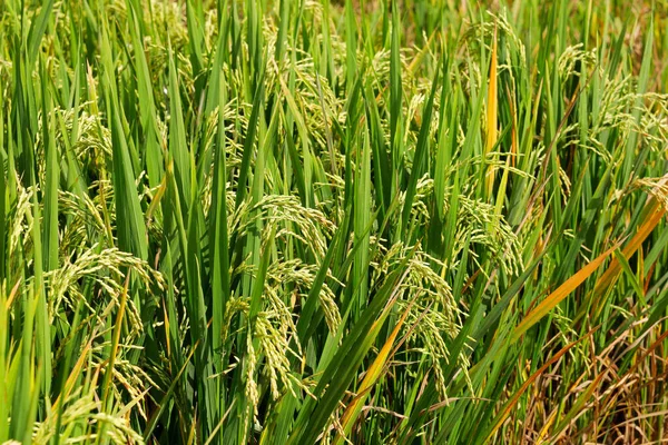 Close Lush Rice Plants Rice Paddy Bali Indonesia — Stock Photo, Image