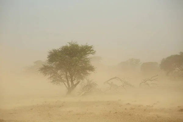 Paisaje Con Árboles Durante Una Severa Tormenta Arena Desierto Kalahari —  Fotos de Stock