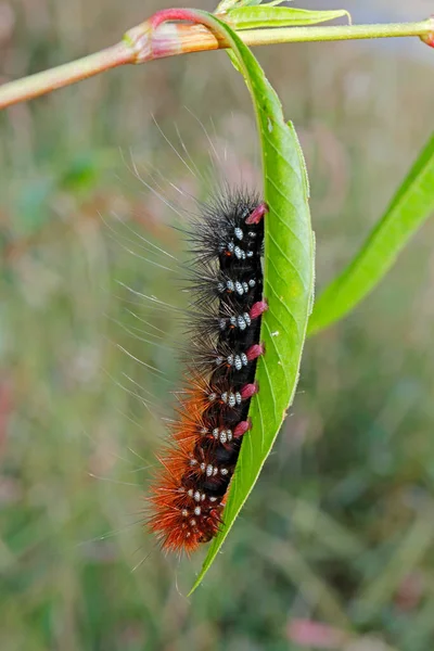 Close Hairy Caterpillar Sitting Leaf Natural Environment — Stock Photo, Image