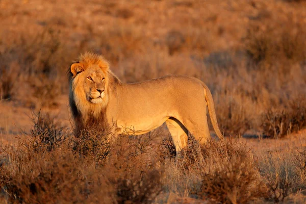 Grande Leão Africano Macho Panthera Leo Deserto Kalahari África Sul — Fotografia de Stock