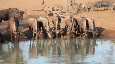 Mavi antilop sürüsü (Connochaetes taurinus) içme suyu, Mkuze oyun alanı, Güney Afrika