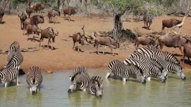 Ova sürüsü zebralar ve mavi antiloplar bir su birikintisinde içiyorlar, Mkuze oyun alanı, Güney Afrika