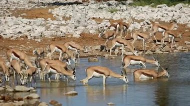 Springbok antilopları (Antidorcas marsupialis) bir su birikintisinde içiyor, Etosha Ulusal Parkı, Namibya