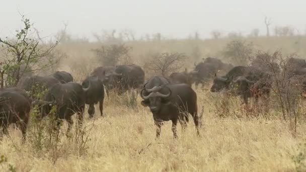南アフリカ共和国クルーガー国立公園自然生息地を歩くアフリカの水牛 Syncerus Caffer の群れ — ストック動画