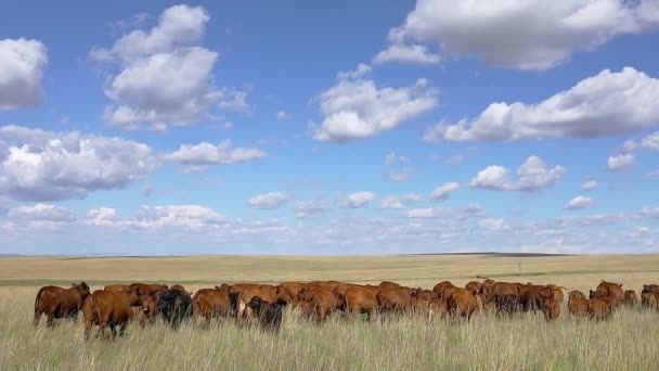 Stádo Volně Žijícího Skotu Pasoucího Pastvinách Venkovské Farmě Jižní Africe — Stock video