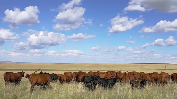 Rundveestapel Grasland Een Boerderij Het Platteland Zuid Afrika — Stockvideo