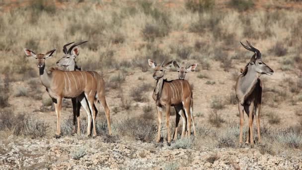 Antilopi Kudu Tragelaphus Strepsiceros Habitat Naturale Deserto Del Kalahari Sud — Video Stock