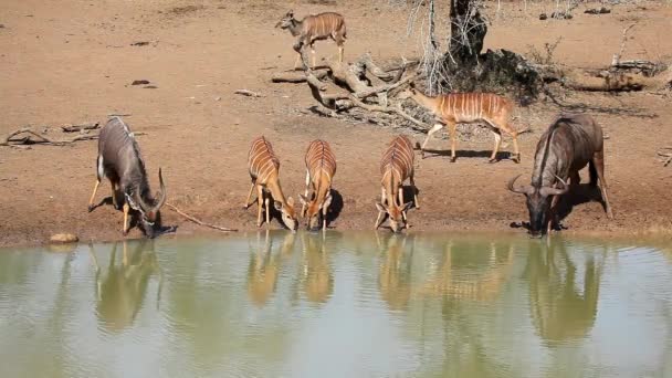 Nyala Antilopen Tragelaphus Angasii Een Blauwe Gnoe Drinkwater Mkuze Wildreservaat — Stockvideo