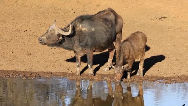 南アフリカ共和国モカラ国立公園の水飲み場で飲む水牛のアフリカ — ストック動画