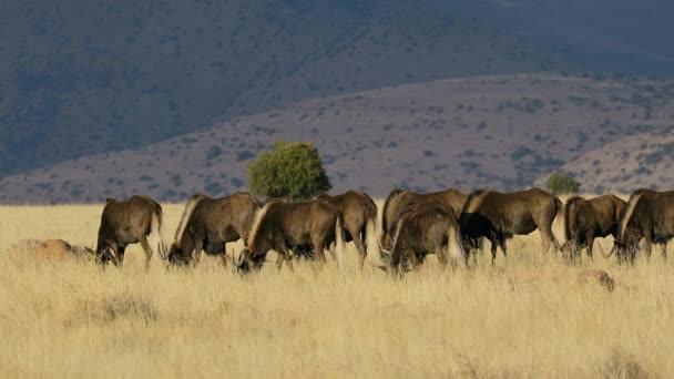 Herd Van Zwarte Gnoes Connochaetes Gnou Grasland Nationaal Park Mountain — Stockvideo