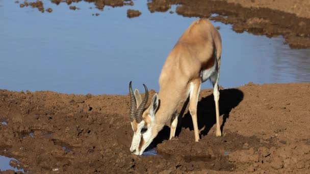 Antílope Springbok Antidorcas Marsupialis Bebendo Buraco Água Mokala National Park — Vídeo de Stock