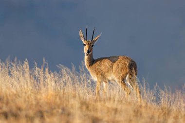 Doğal habitat, Zebra Dağı Ulusal Parkı, Güney Afrika 'da gri bir rhebuck (Pelea capreolus)