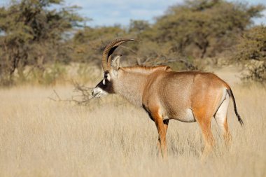 Doğal habitat, Mokala Ulusal Parkı, Güney Afrika 'da nadir bulunan bir antilop (Hippotragus equinus).