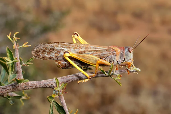 Eine Braune Heuschrecke Locustana Pardalina Sitzt Auf Einem Ast Südafrika — Stockfoto