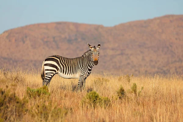 Fokföldi Zebra Equus Zebra Természetes Élőhelyen Zebra Nemzeti Park Dél — Stock Fotó