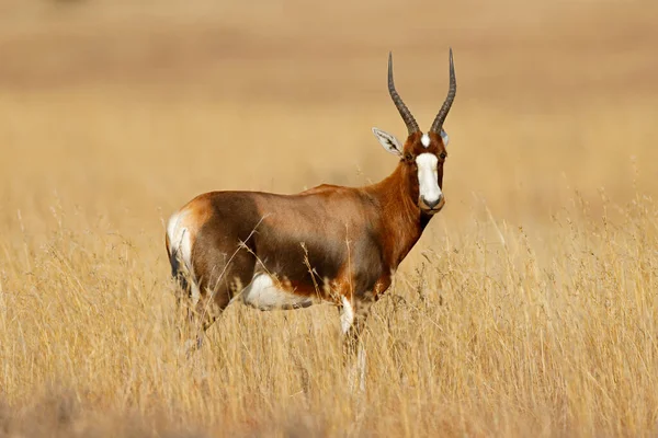 Eine Blesbok Antilope Damaliscus Pygargus Steht Grasland Mountain Zebra National — Stockfoto