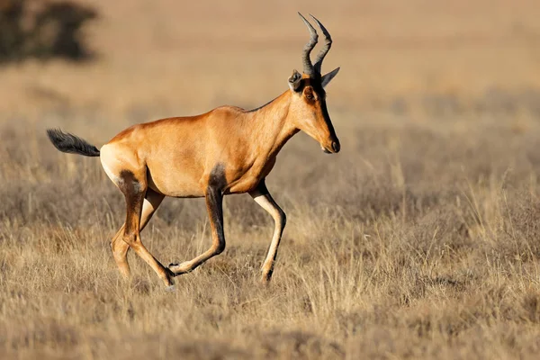 Ένα Κόκκινο Hartebeest Alcelaphus Buselaphus Τρέχει Λειμώνες Mountain Zebra National — Φωτογραφία Αρχείου