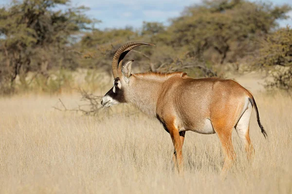 Een Zeldzame Roan Antilope Hippotragus Equinus Natuurlijke Habitat Mokala National — Stockfoto