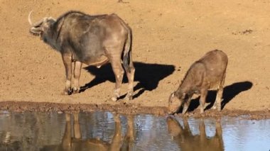 Cape Buffaloes Afrikalısı (Syncerus caffer) bir su birikintisinde içiyor, Mokala Ulusal Parkı, Güney Afrika