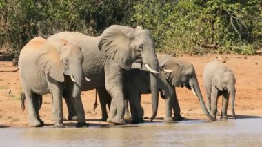 Afrika filleri (Loxodonta africana) Güney Afrika 'daki Kruger Ulusal Parkı' nda bir su birikintisinde içerler.