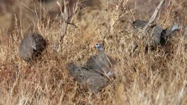 Güney Afrika 'da bir çalılıkta beslenen miğferli guinafowlar (Numida meleagris)