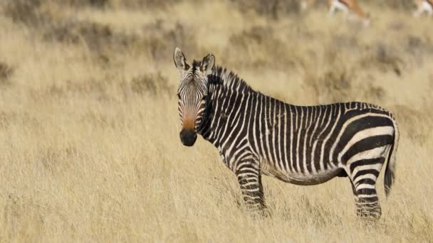 Cape Mountain Zebra Equus Zebra Natural Habitat Mountain Zebra国家公园 — 图库视频影像