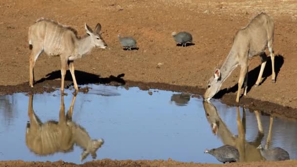 Kudu Antiloper Tragelaphus Strepsiceros Och Hjälmguineafowls Vid Ett Vattenhål Mokala — Stockvideo