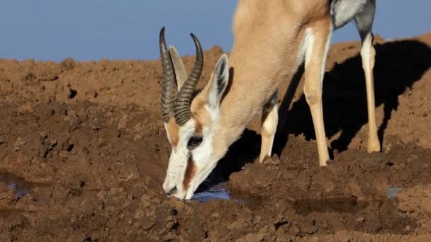 Springbok Antelope Antidorcas Marsupialis Drinking Waterhole Mokala National Park South — Stock Video